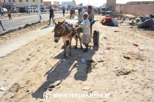 Esel in Mauretanien Kinder 12