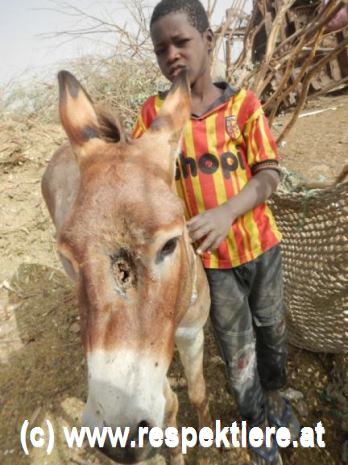 Esel in Mauretanien Kinder 13