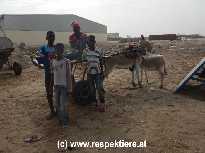 Esel in Mauretanien Kinder 19