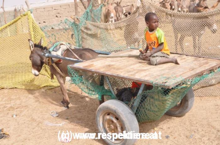 Esel in Mauretanien Kinder 2