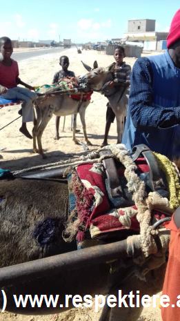 Esel in Mauretanien Kinder 23