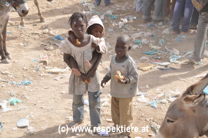 Esel in Mauretanien Kinder 3