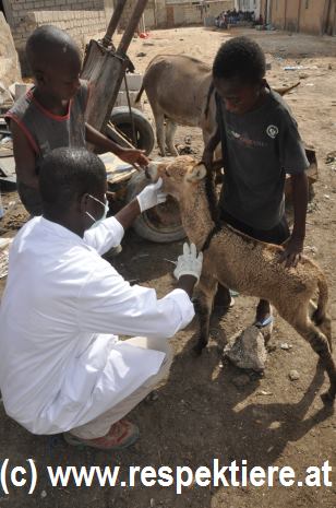 Esel in Mauretanien Kinder 4