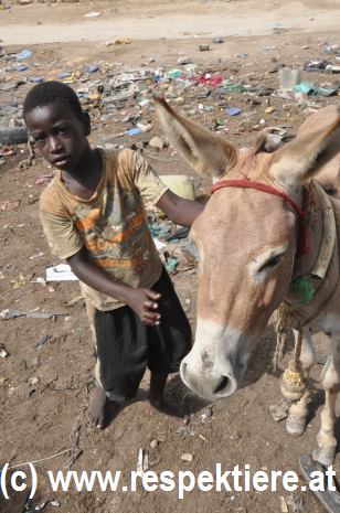 Esel in Mauretanien Kinder 5