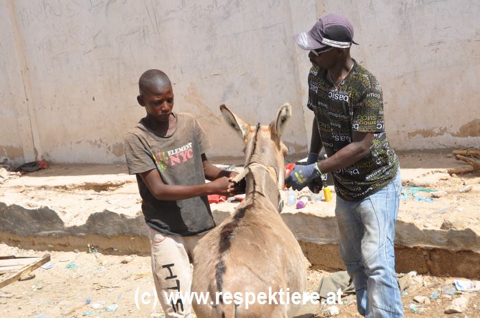 Esel in Mauretanien Kinder 9