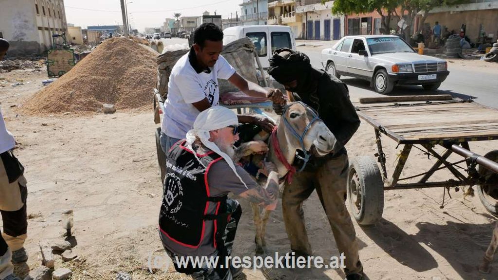 Esel in Maureetanien Teil 3 11
