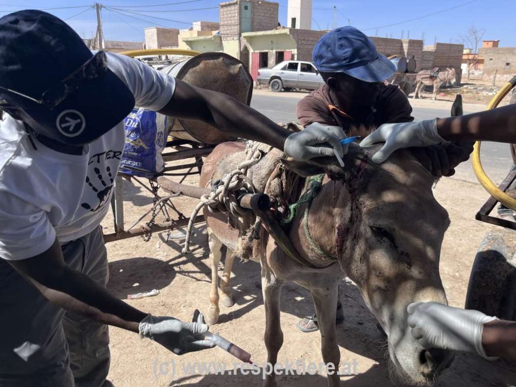 Esel in Mauretanien 2