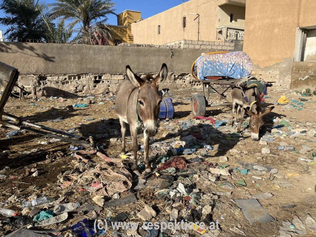 Esel in Mauretanien Bericht 2 19