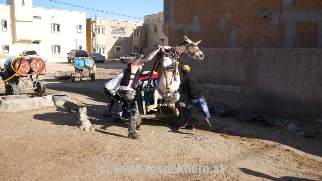 Esel in Mauretanien Bericht 2 30
