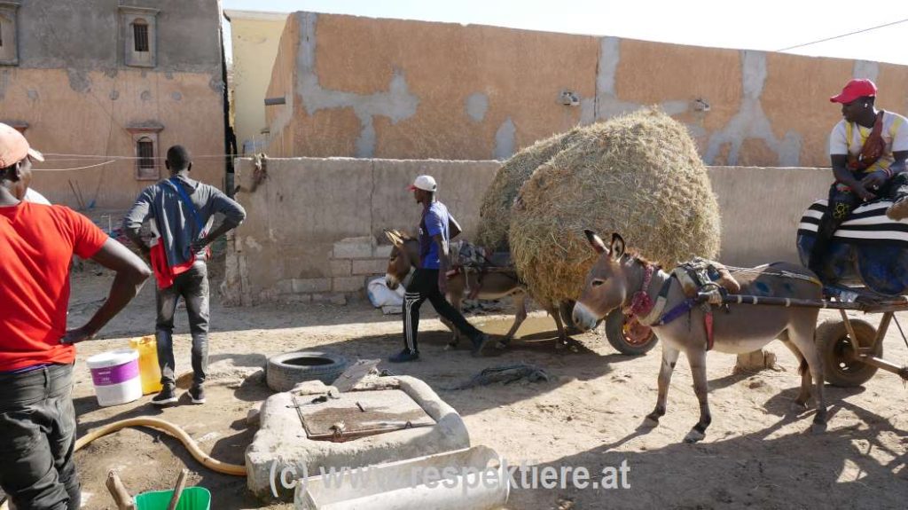 Esel in Mauretanien Bericht 2 35