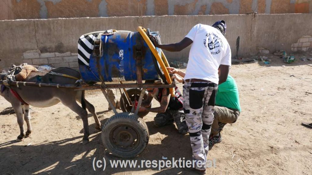 Esel in Mauretanien Bericht 2 36