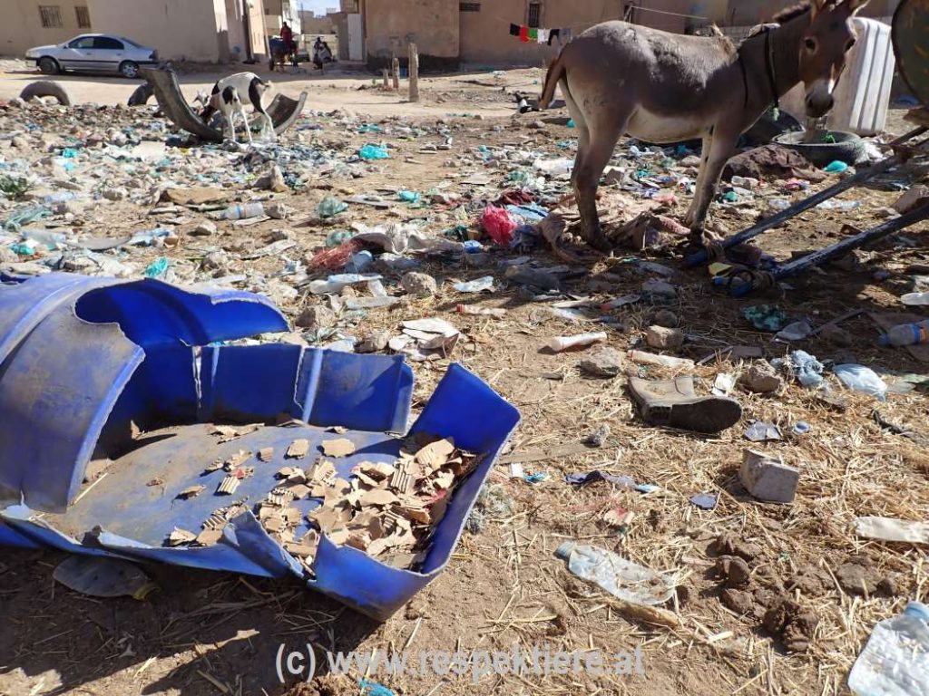 Esel in Mauretanien Bericht 2 44