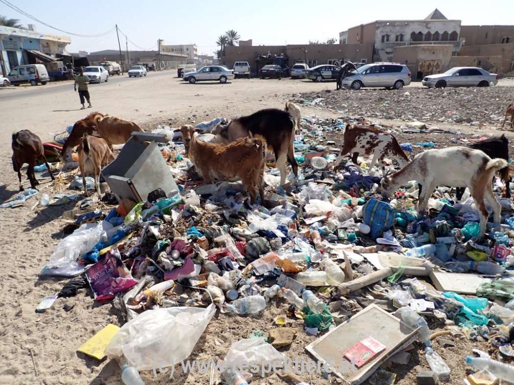 Esel in Mauretanien Bericht 2 45
