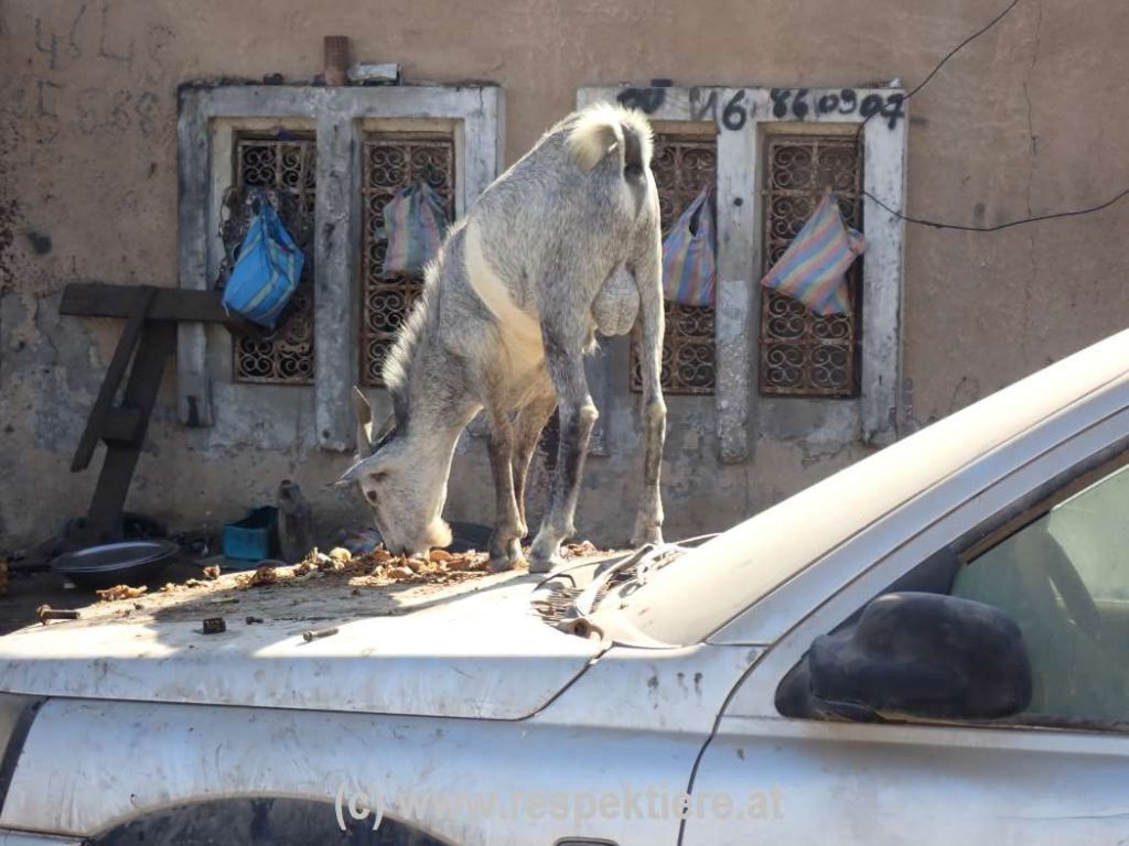 Esel in Mauretanien Bericht 2 5