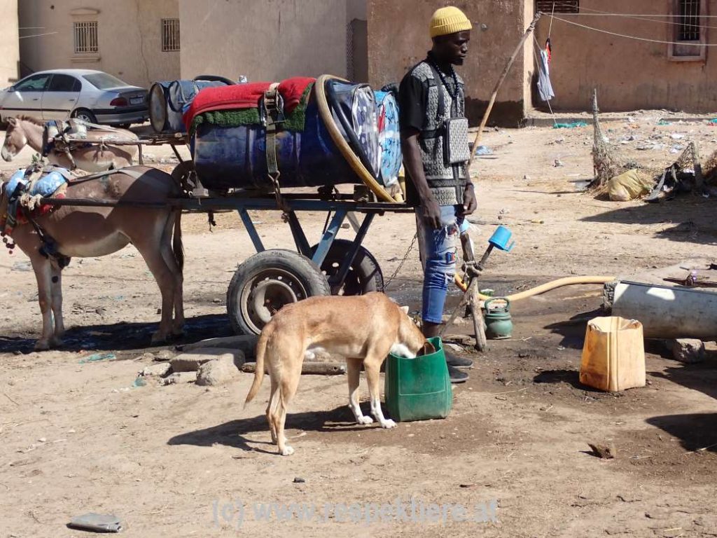 Esel in Mauretanien Bericht 2 52