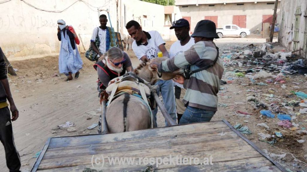 Esel in Mauretanien Bericht 3 25