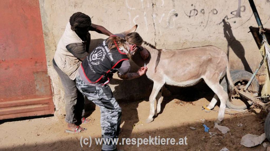 Esel in Mauretanien Bericht 3 31