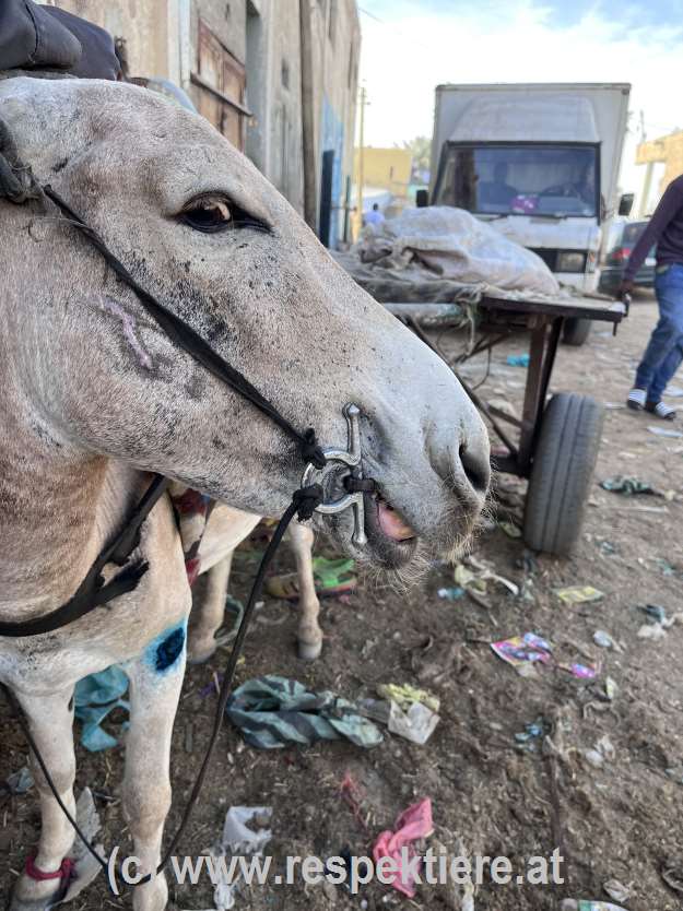 Esel in Mauretanien Bericht 3 7