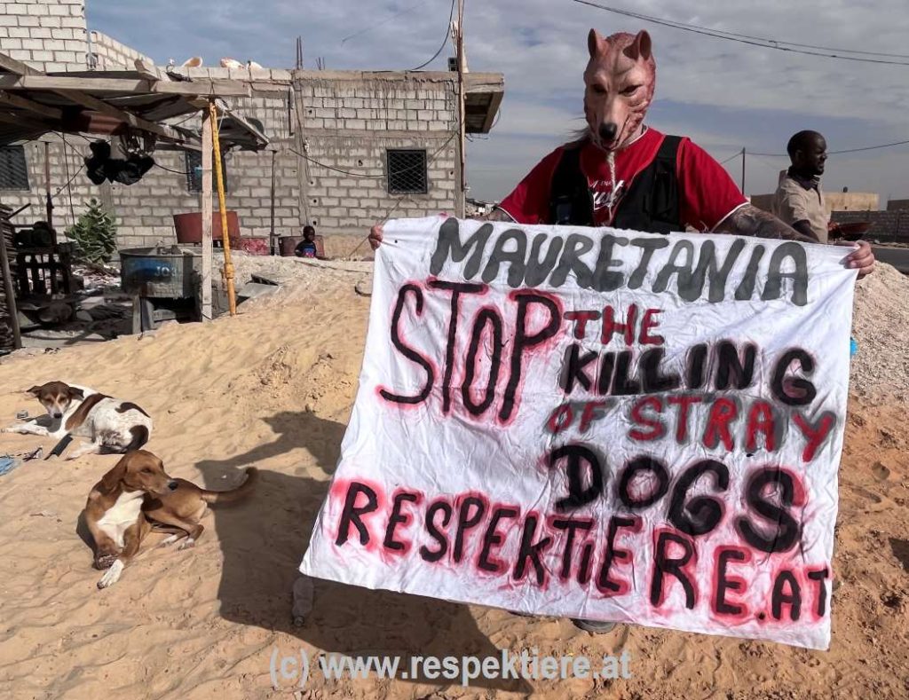 Esel in Mauretanien Impressionen 13 1