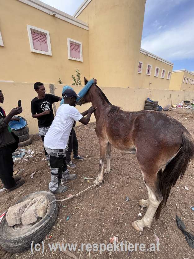 Esel in Mauretanien Impressionen 16