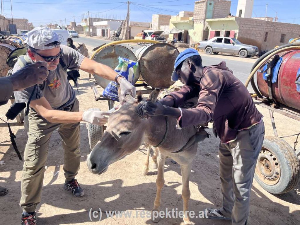 Esel in Mauretanien Impressionen 2