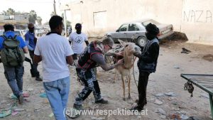 Esel in Mauretanien Impressionen 22