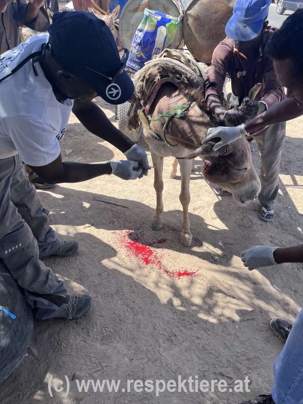 Esel in Mauretanien Impressionen 3 1