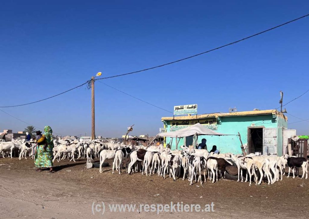 Esel in Mauretanien Impressionen 8