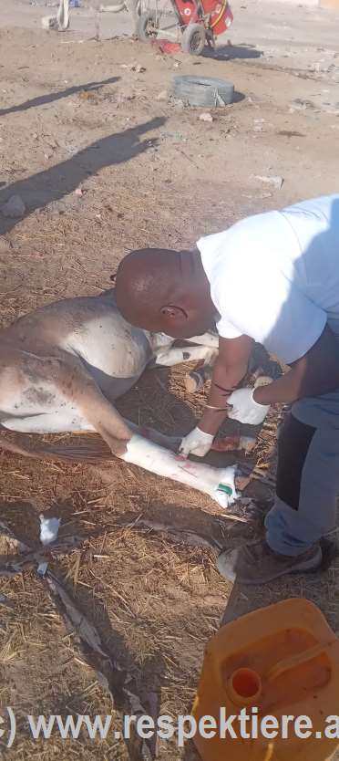 Esel in Mauretanien 5