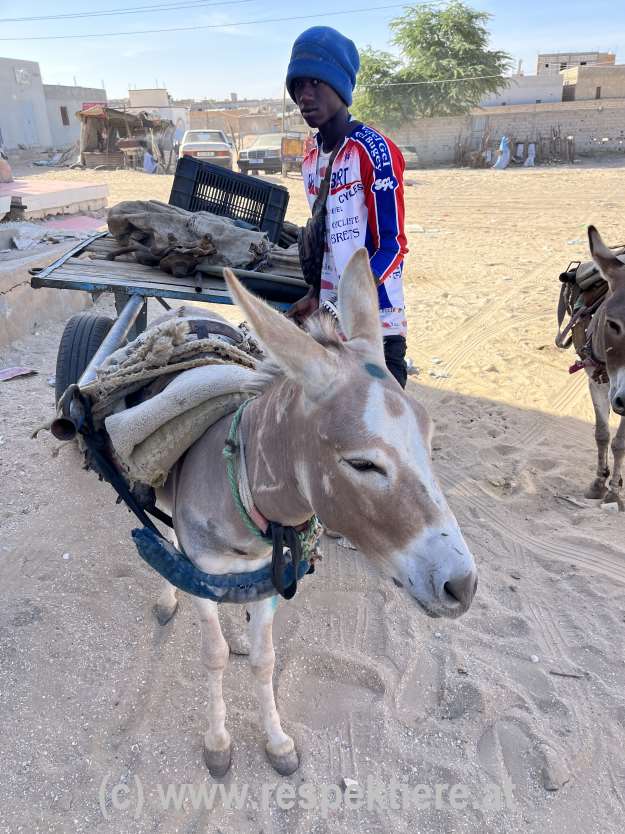 Esel in Mauretanien Bericht 1 15