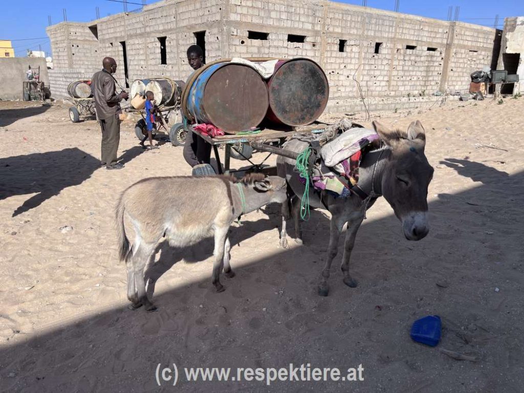 Esel in Mauretanien Bericht 1 16