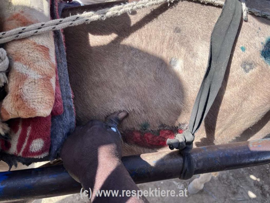 Esel in Mauretanien Bericht 1 18