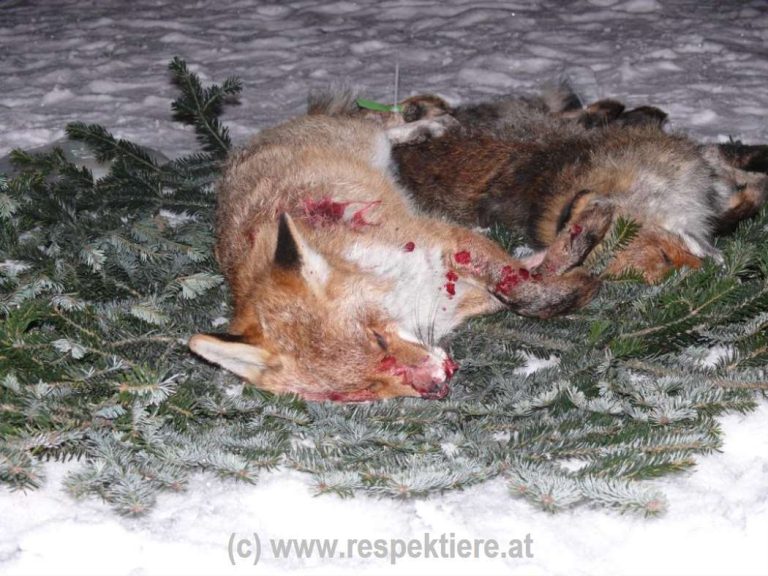 Ein toter Fuchs mit Blut im Fell auf einem Jagd Fest