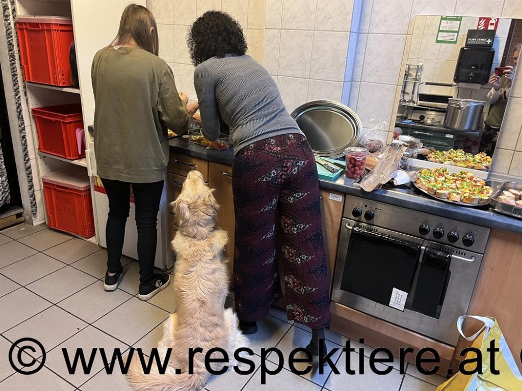 Hund Maxi beobachtet Vorgänge in der Küche beim ALW