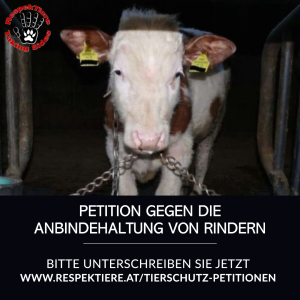 Ein angekettetes Kalb und die Aufforderung die Petition gegen die Anbindehaltung von Rindern zu unterschreiben