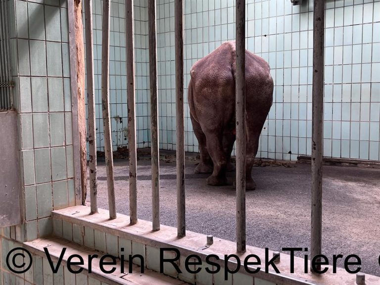 Tierschutz Zoo und Zirkus - trauriges Nashorn im Zoo in Frankfurt
