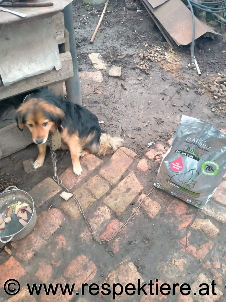 Straßenhunde in der Ukraine werden gefüttert