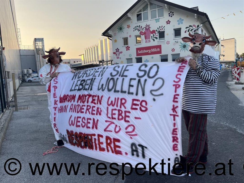 Aktivisten mit Kuhkostümen vor der Salzburg Milch