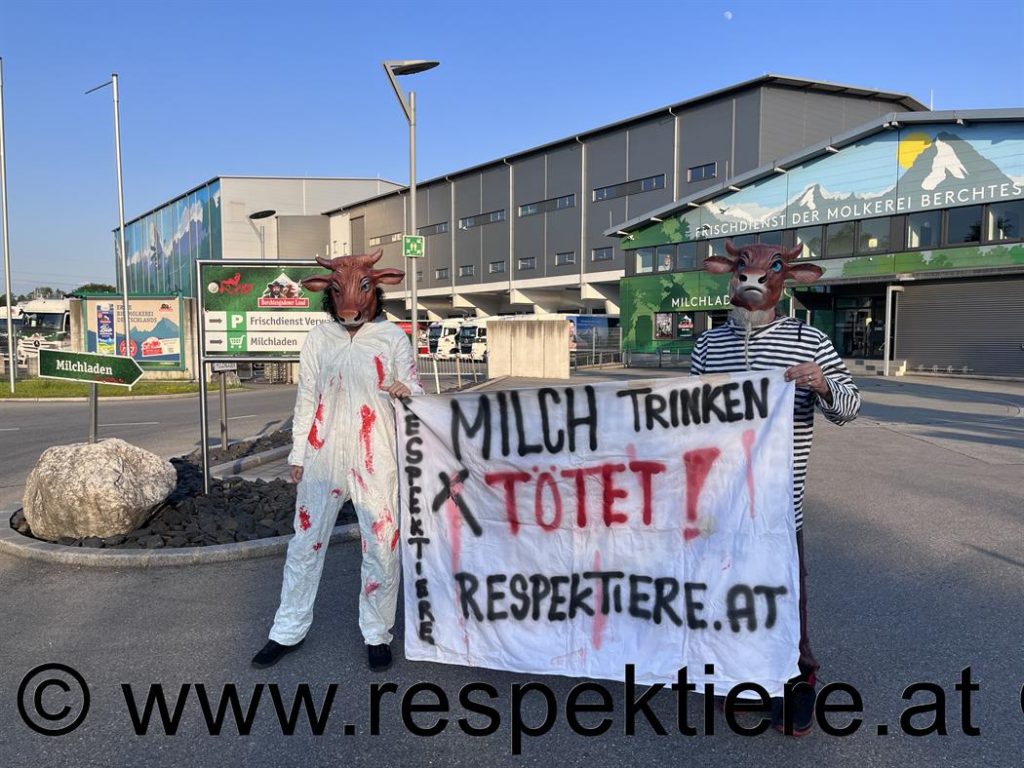 Aktivisten mit Kuhkostümen vor der Salzburg Milch