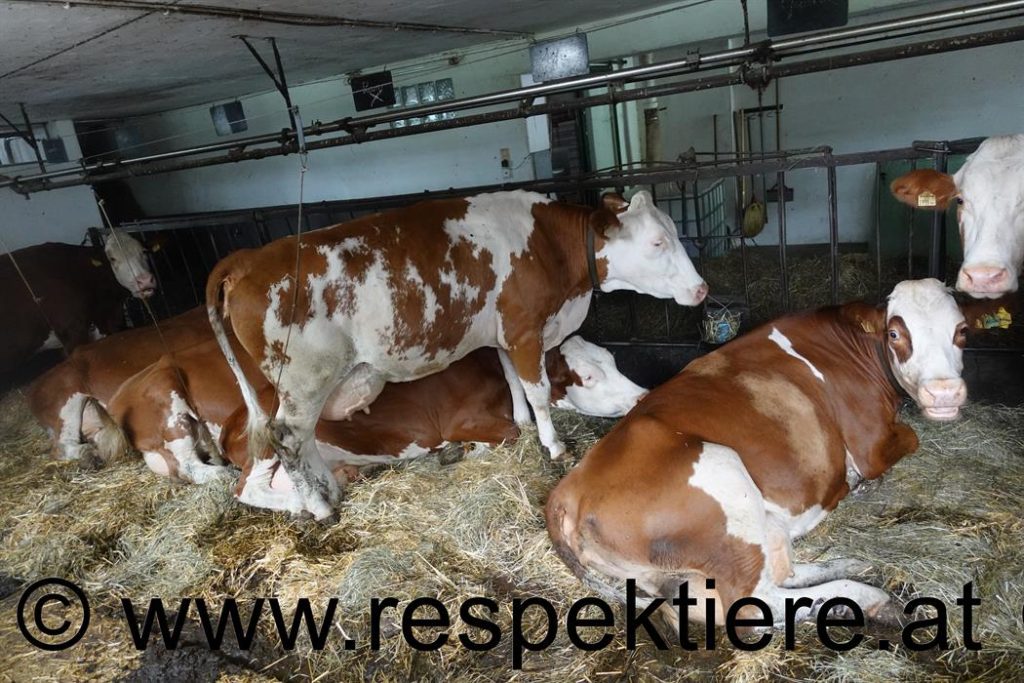 Kühe im Freilaufhof, angekettet