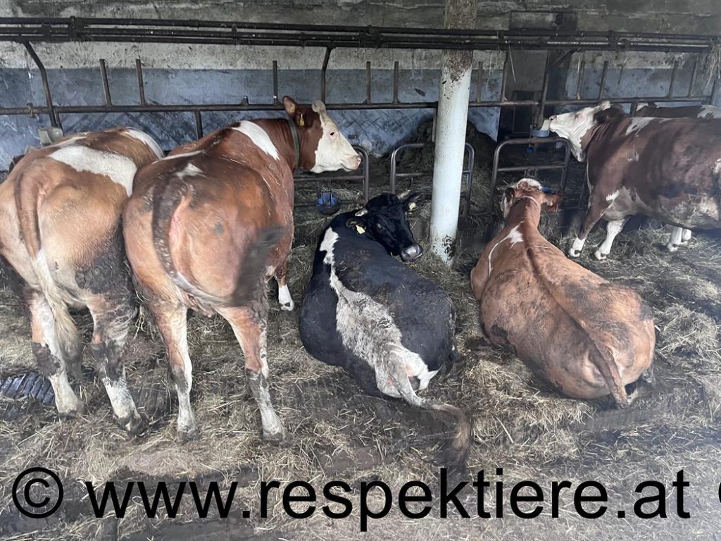 Kühe in Ketten im Stall