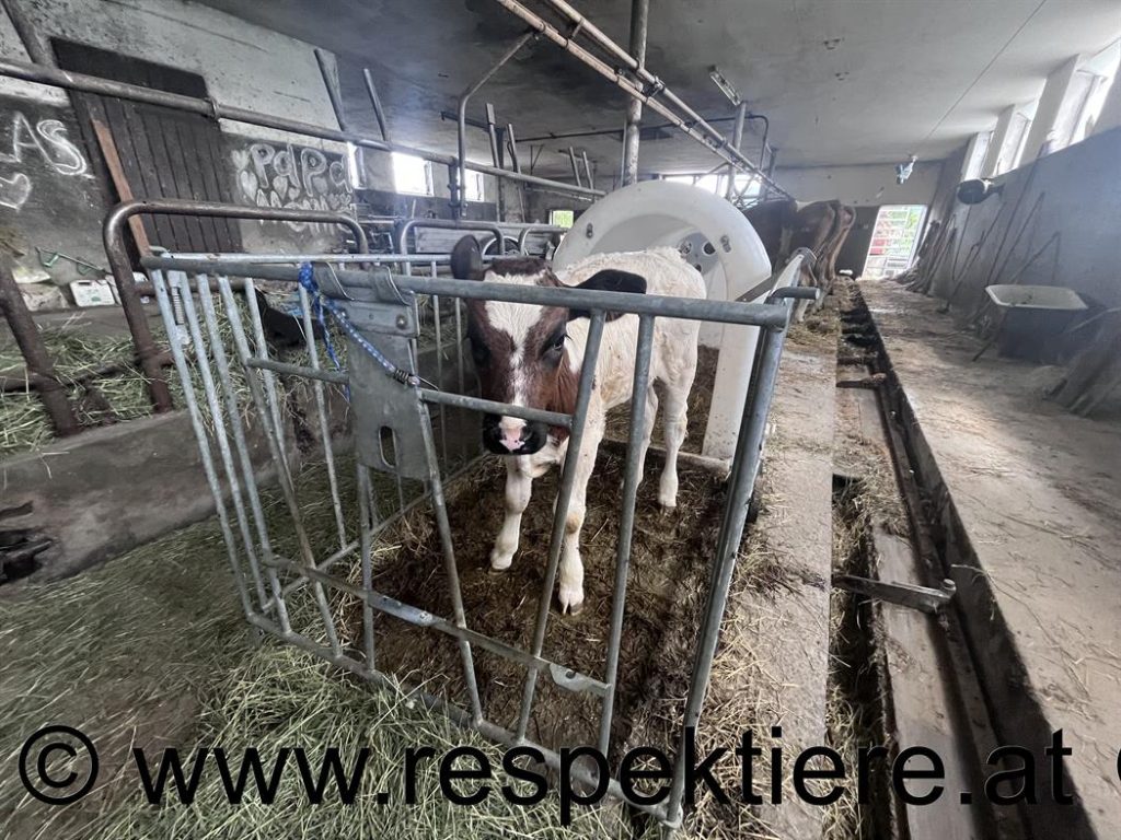 Kühe an der Kette im Stall in Salzburg