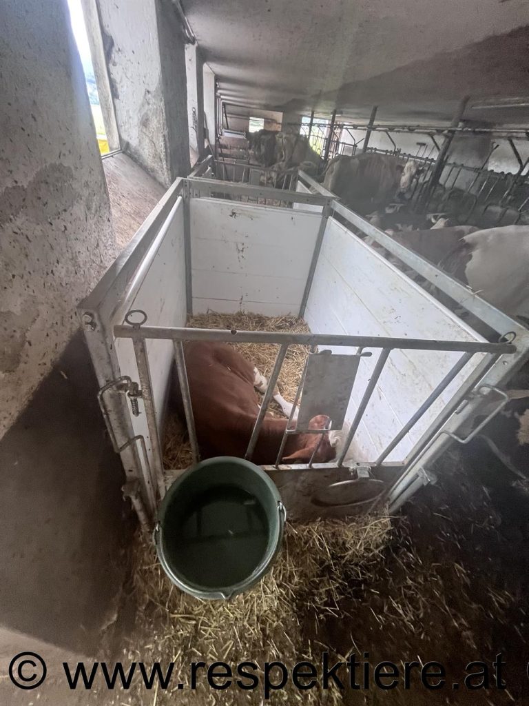 Kühe im Stall an der Kette