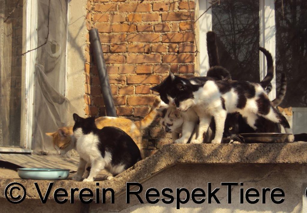 Frau Tzenka und ihre Katzen