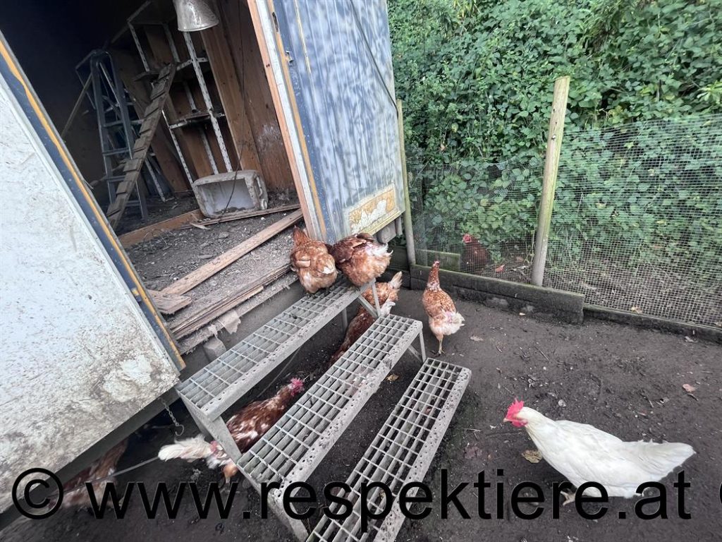 Hühner im verdreckten Stall