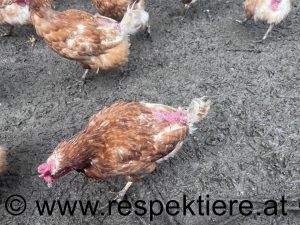 Hühner im verdreckten Stall