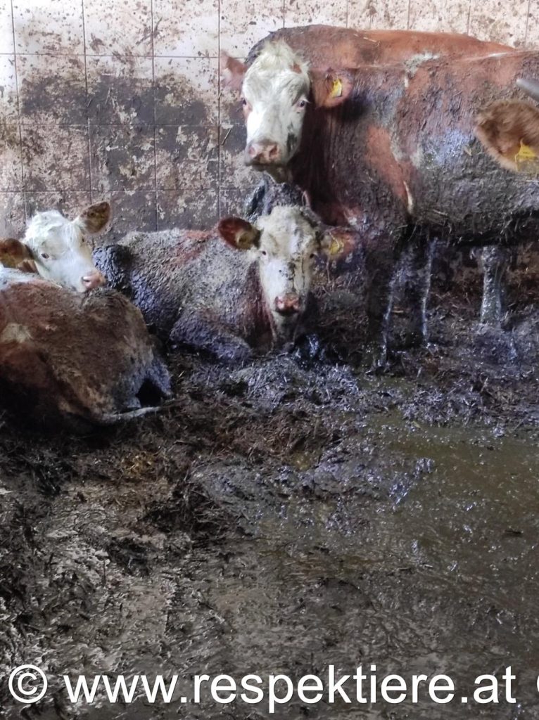 Kühe im verdreckten Kuhstall