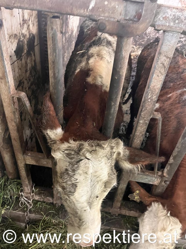Kühe im Salzburger Stall im Dreck