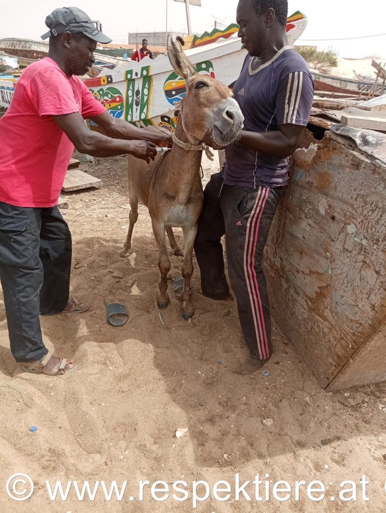 Hund und Esel werden in Mauretanien behandelt