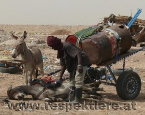 Ein armer Esel in Mauretanien